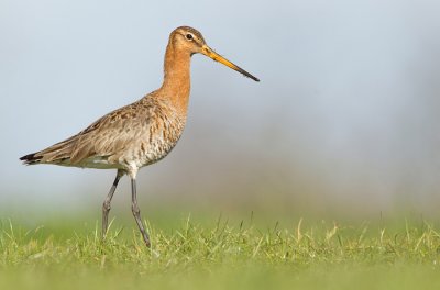 Black-tailed godwit / Grutto