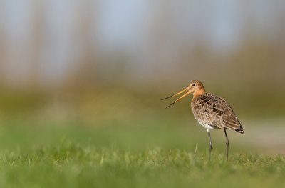 Black-tailed godwit / Grutto