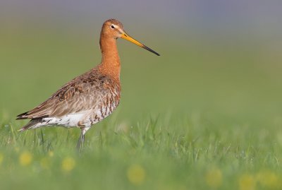 Black-tailed godwit / Grutto