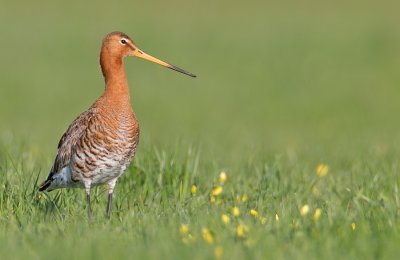 Black-tailed godwit / Grutto
