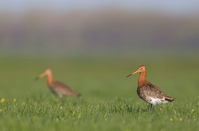 Black-tailed godwit / Grutto