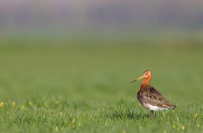 Black-tailed godwit / Grutto