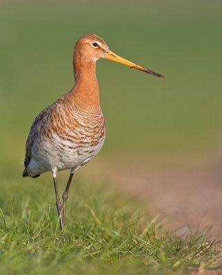 Black-tailed godwit / Grutto