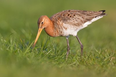 Black-tailed godwit / Grutto