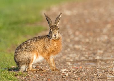 Brown hare / Haas