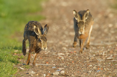 Brown hare / Haas