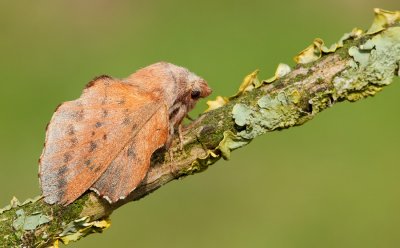 Lasiocampid moths (Lasiocampidae), Spinners