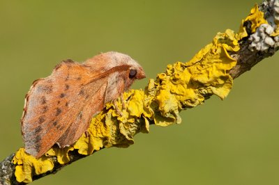 Aspen lappet / Espenblad