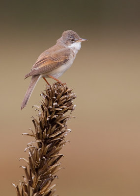 Common White-throat / Grasmus