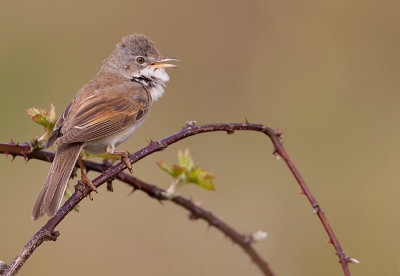 Common White-throat / Grasmus