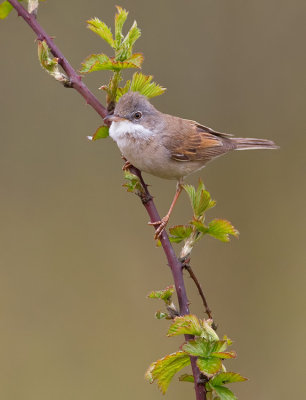 Common White-throat / Grasmus