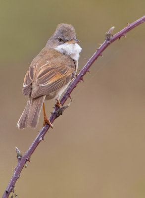 Common White-throat / Grasmus