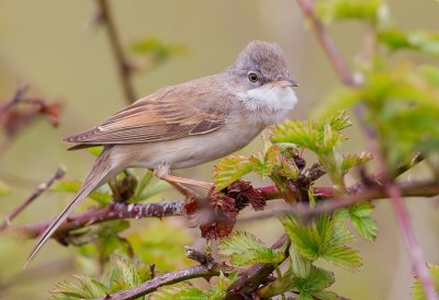 Common White-throat / Grasmus