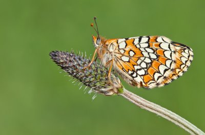 Provenal Fritillary / Spaanse parelmoervlinder
