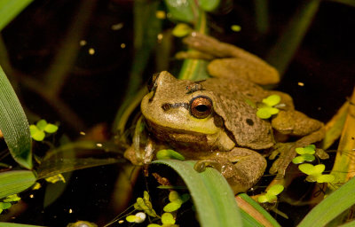 Common tree frog / Boomkikker