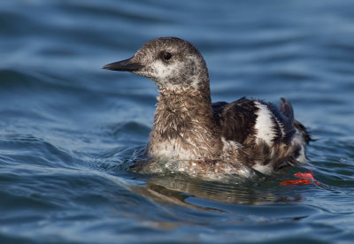 Black guillemot / Zwarte zeekoet