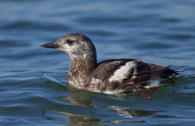 Black guillemot / Zwarte zeekoet