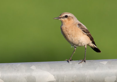 Northern wheatear / Tapuit