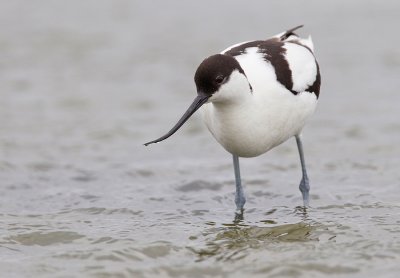 Avocet / Kluut