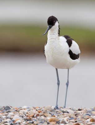 Avocet / Kluut