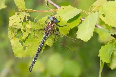 Hairy Dragonfly / Glassnijder