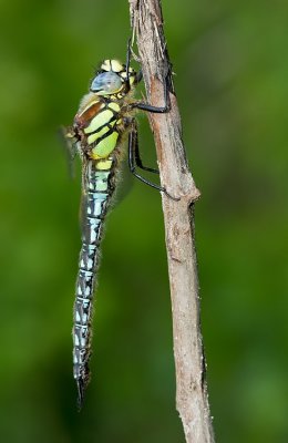 Hairy Dragonfly / Glassnijder