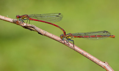 Large red damselfly / Vuurjuffer