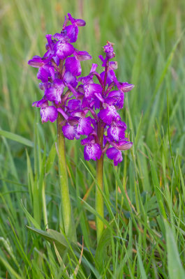 Green-veined Orchid / Harlekijn