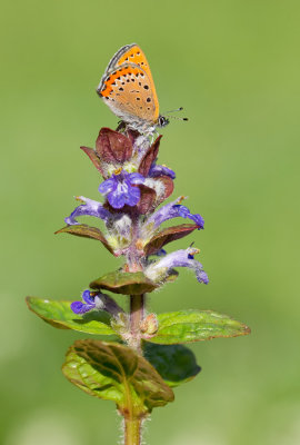 Violet copper / Blauwe vuurvlinder