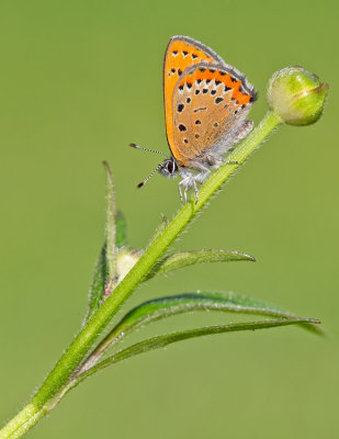 Violet copper / Blauwe vuurvlinder