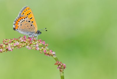 Violet copper / Blauwe vuurvlinder