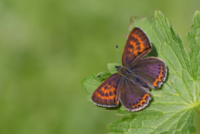 Violet copper / Blauwe vuurvlinder