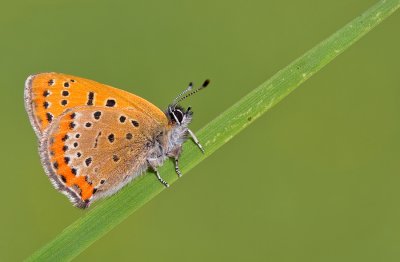 Violet copper / Blauwe vuurvlinder