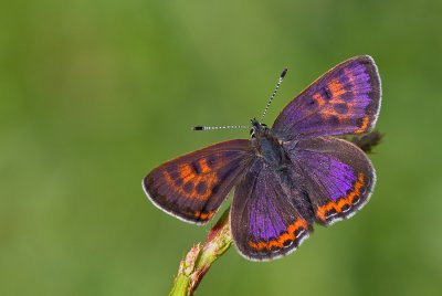 Violet copper / Blauwe vuurvlinder