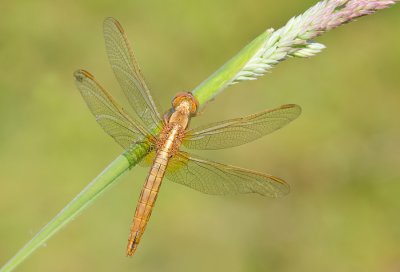 Scarlet darter / Vuurlibel