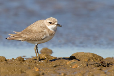 Greater sandplover / Woestijnplevier