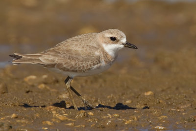 Greater sandplover / Woestijnplevier
