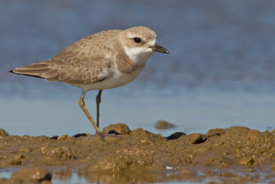 Greater sandplover / Woestijnplevier
