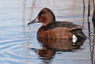 Ferruginous Duck / Witoogeend