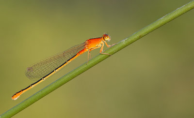 Scarce Blue-tailed Damselfly / Tengere Grasjuffer