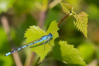 Common Blue Damselfly / Watersnuffel