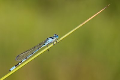 Common Blue Damselfly / Watersnuffel