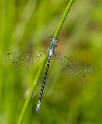 Scarce Emerald Damselfly / Tangpantserjuffer