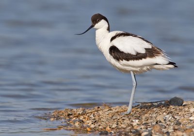 Avocet / Kluut