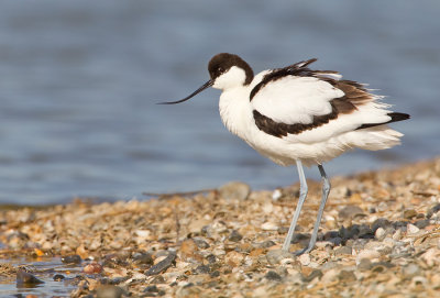 Avocet / Kluut