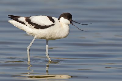 Avocet / Kluut