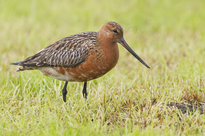 Bar-tailed godwit / Rosse Grutto