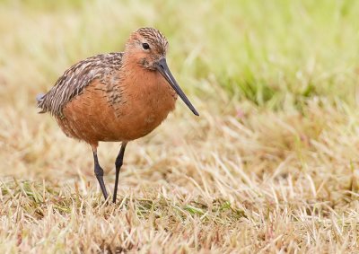 Bar-tailed godwit / Rosse Grutto