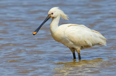 Eurasian Spoonbill / Lepelaar