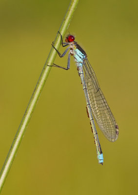 Red-eyed Damselfly / Grote Roodoogjuffer